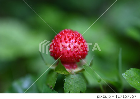 ヘビイチゴ 117157357