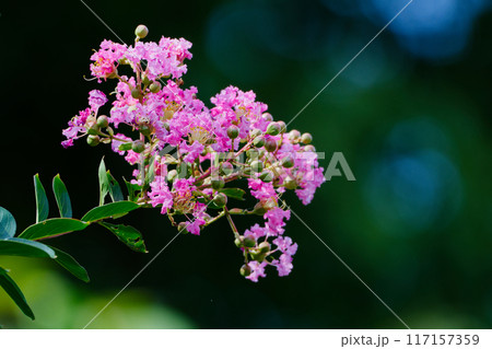ミソハギ科サルスベリの花 117157359
