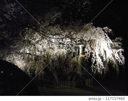 ライトアップされた枝垂桜　蓮大寺　 117157460