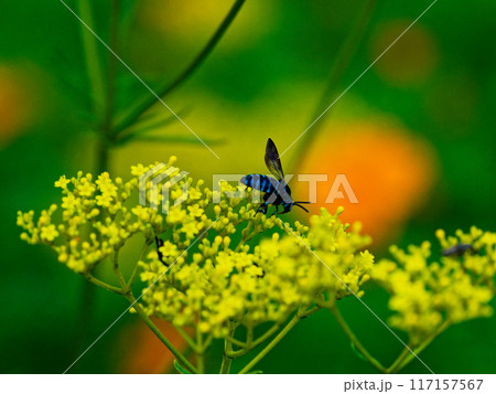 幸せの青い蜂　オミナエシで吸蜜するナミルリモンハナバチ 117157567