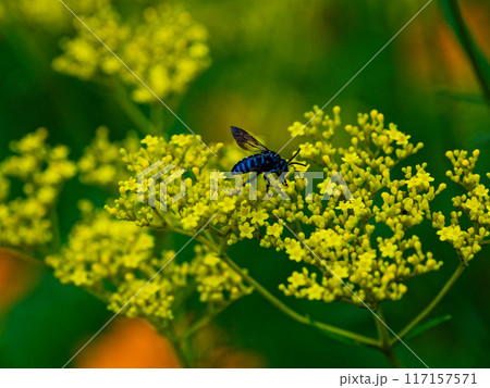 幸せの青い蜂　オミナエシで吸蜜するナミルリモンハナバチ 117157571