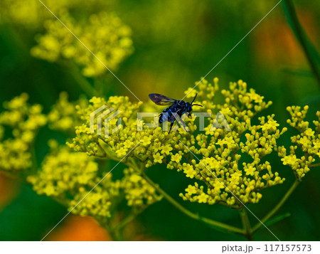 幸せの青い蜂　オミナエシで吸蜜するナミルリモンハナバチ 117157573