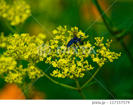 幸せの青い蜂 オミナエシで吸蜜するナミルリモンハナバチ 幸せの青い蜂 オミナエシで吸蜜するナミルリモンハナバチ 117157574