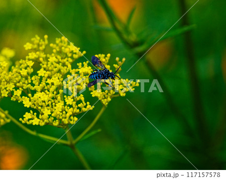 幸せの青い蜂　オミナエシで吸蜜するナミルリモンハナバチ 117157578