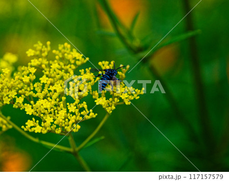 幸せの青い蜂　オミナエシで吸蜜するナミルリモンハナバチ 117157579