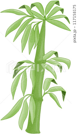 bamboo bamboo 117158175