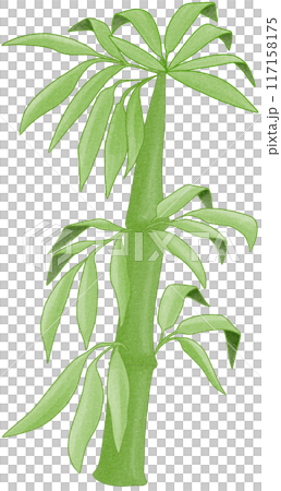 bamboo bamboo 117158175