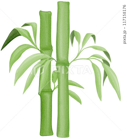 bamboo bamboo 117158176