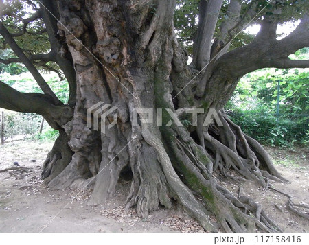 旧細川邸のシイ 117158416