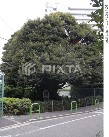 旧細川邸のシイ 117158424