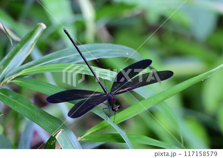カワトンボ 117158579