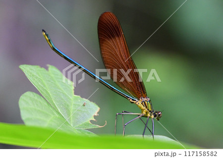 カワトンボ 117158582