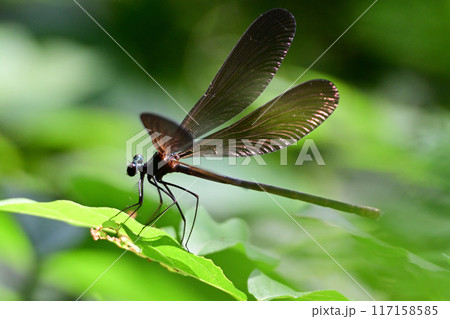 カワトンボ 117158585