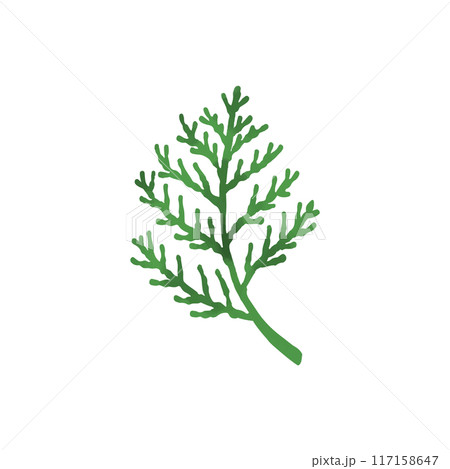 ヒバの葉 117158647