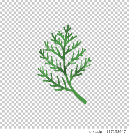 ヒバの葉 117158647