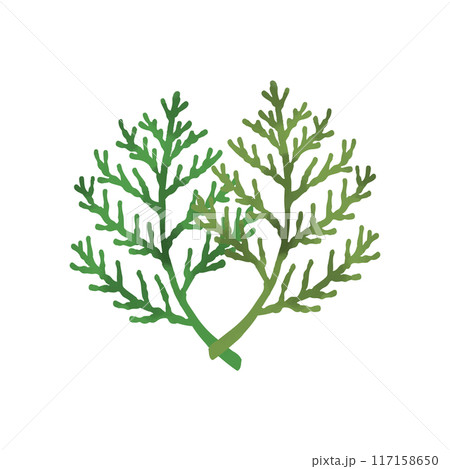 ヒバの葉 117158650