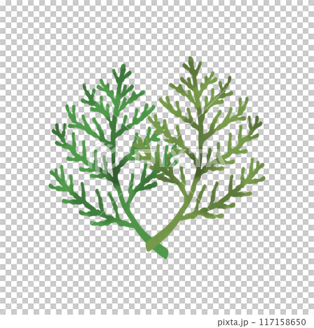 ヒバの葉 117158650