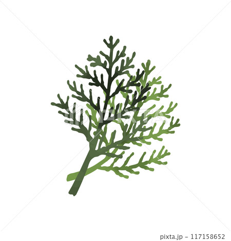 ヒバの葉 ヒバの葉 117158652