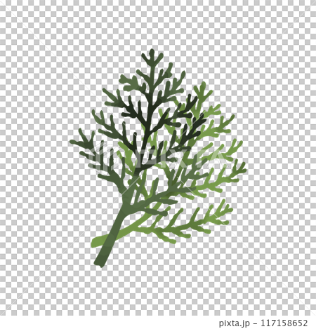 ヒバの葉 ヒバの葉 117158652