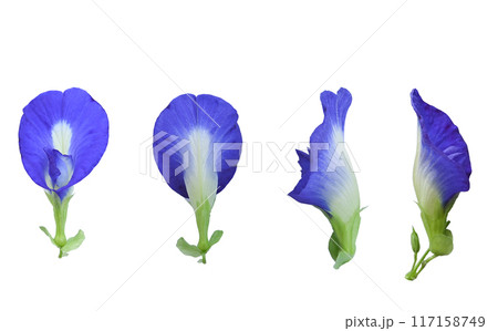 set of butterfly pea flowers close up. set of butterfly pea flowers close up. 117158749