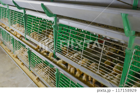 Automated feeding chickens in cage systems within close housing environments. 117158929