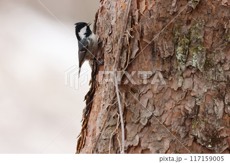 胸に蝶ネクタイ、亜高山帯の鳥、ヒガラ 胸に蝶ネクタイ、亜高山帯の鳥、ヒガラ 117159005