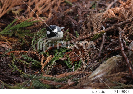 胸に蝶ネクタイ、亜高山帯の鳥、ヒガラ 胸に蝶ネクタイ、亜高山帯の鳥、ヒガラ 117159008