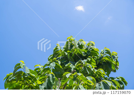 夏空とポーポーの木 117159070