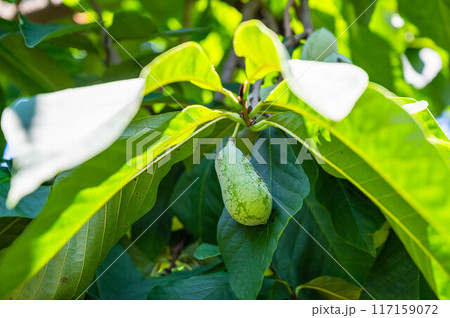 ポーポーの実 117159072