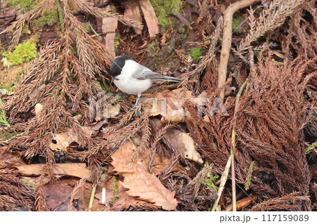 餌を採る亜高山帯のカラ類の鳥、コガラ 餌を採る亜高山帯のカラ類の鳥、コガラ 117159089