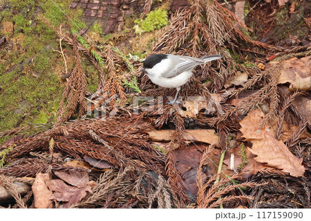 餌を採る亜高山帯のカラ類の鳥、コガラ 餌を採る亜高山帯のカラ類の鳥、コガラ 117159090