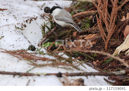 餌を採る亜高山帯のカラ類の鳥、コガラ 117159091