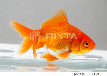 Oranda goldfish in aquarium fish tank close up Oranda goldfish in aquarium fish tank close up 117159190