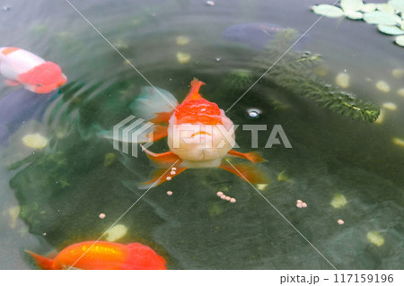 Goldfish in aquarium fish pond close up 117159196