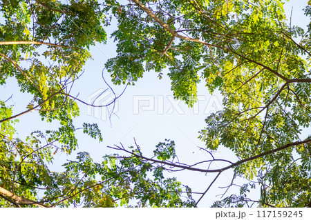 Natural green tree leaves on tree branch background 117159245
