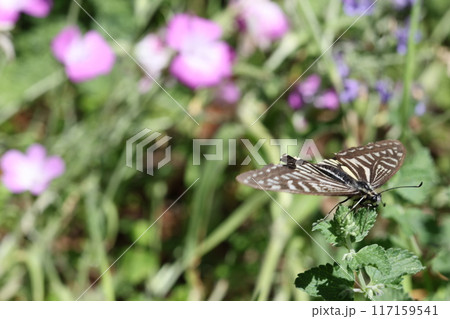 蝶と小さな花 蝶と小さな花 117159541