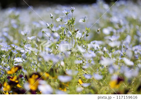 ネモフィラ 117159616