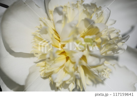 芍薬 117159641