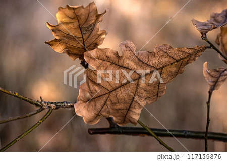 Dry brown toned oak leaves Dry brown toned oak leaves 117159876