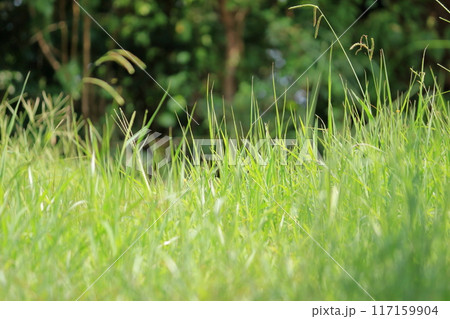 真夏の強い日差しの中でも元気にのびる雑草 117159904
