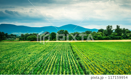 colorful landscape of corn and sunflower field 117159954