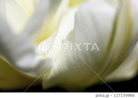 マクロレンズで撮影した白い花の花弁 117159966