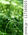 葉の朝露とクローズアップ 117160025