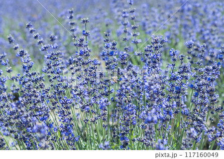 【ラベンダー畑 なななりさわと蜂】 【ラベンダー畑 なななりさわと蜂】 117160049