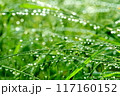 緑の草花と滴とボケ玉 117160152