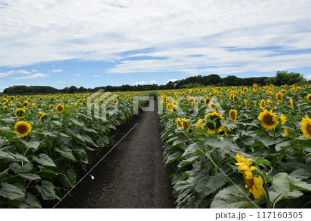北海道千歳市　小川農場のひまわり迷路 117160305