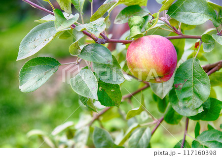 Ripe red apple on a tree branch Ripe red apple on a tree branch 117160398
