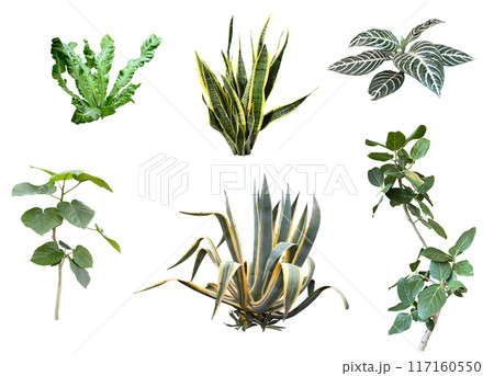 切り抜き素材セットー観葉植物2 117160550