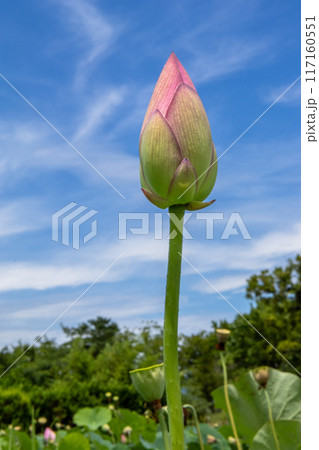 青空に映える蓮の蕾 117160551