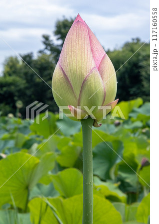 白い蓮の蕾 117160558